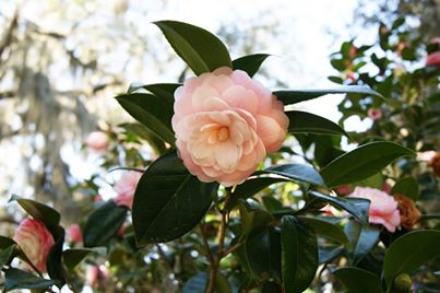 Clippings: Camellia Gardens and Festivals