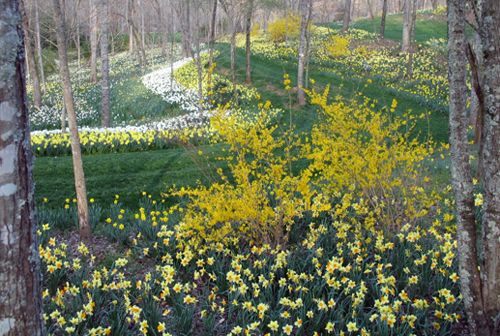 Ball Ground:  Gibbs Gardens Daffodil Display