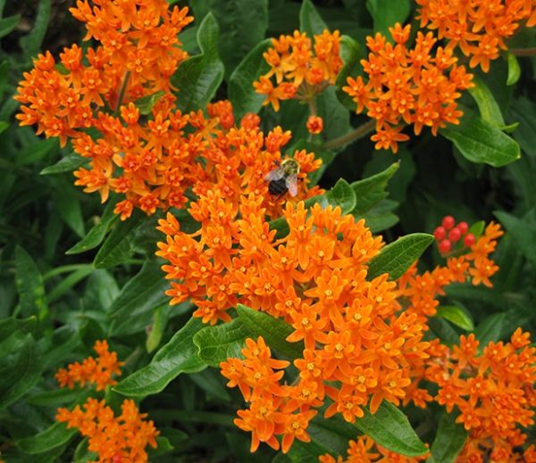 Clippings: #Perennial #Plant of the Year: Butterfly Weed