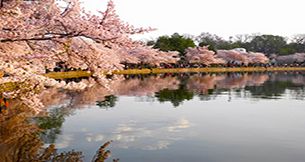 Washington, DC: 2020 National Cherry Blossom Festival