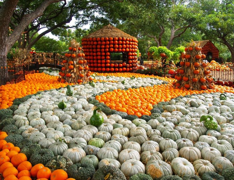 Dallas Arboretum Pumpkin Festival