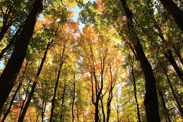 Greatest Show on Earth: Fall Foliage Leaf Watch 2020